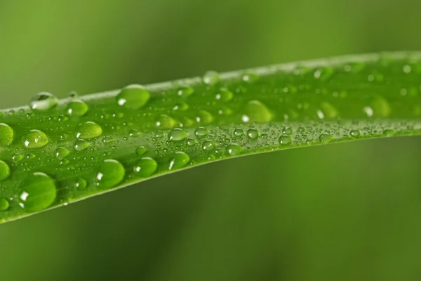 Краплі дощу на зеленій траві — стокове фото