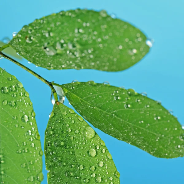 Groene bladeren met regendruppels — Stockfoto