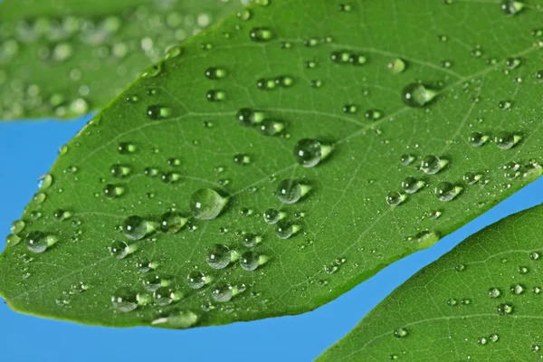 Green leaf with raindrops — Stock Photo, Image