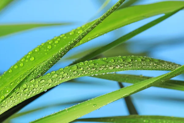 Herbe verte avec gouttes de pluie — Photo