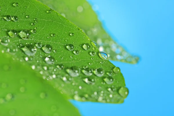 Green leaf with raindrops — Stock Photo, Image