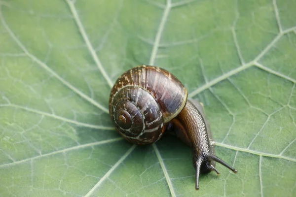 Snail on green leaf — Stock Photo, Image