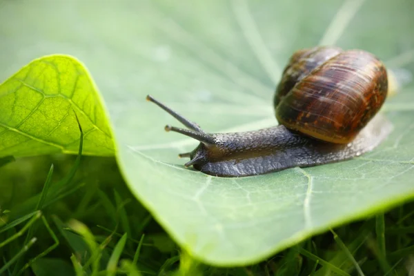 Snail on green leaf — Stock Photo, Image