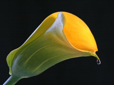 Yellow calla clipart