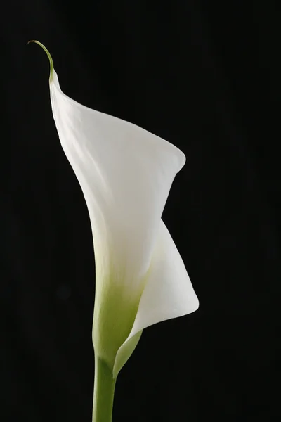 Λευκό calla — Φωτογραφία Αρχείου