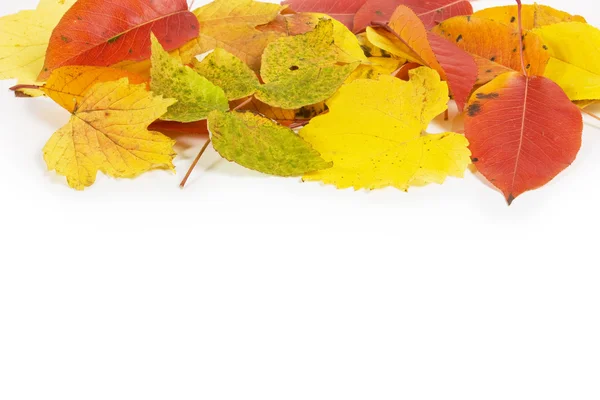 Folhas de Outono Fotografia De Stock
