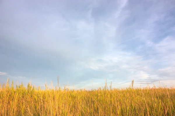 Feld bei Sonnenuntergang — Stockfoto