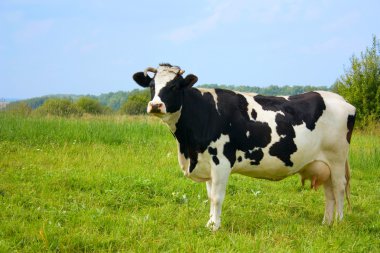 Cow, with milk clipart