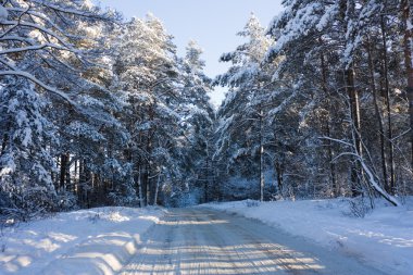 Kış road, orman