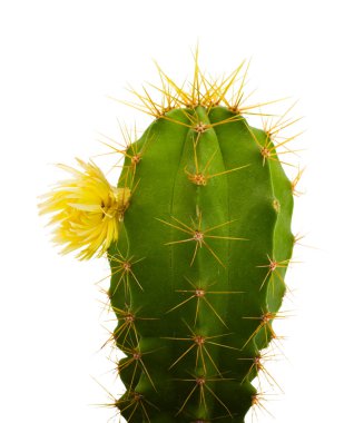 Cactus with flowers, isolated on white clipart