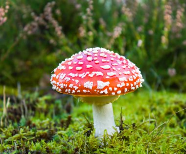 Fly agaric in moss clipart