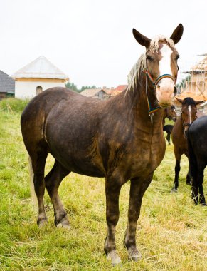 Horse rainy day clipart