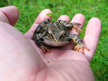 Frog on hand clipart