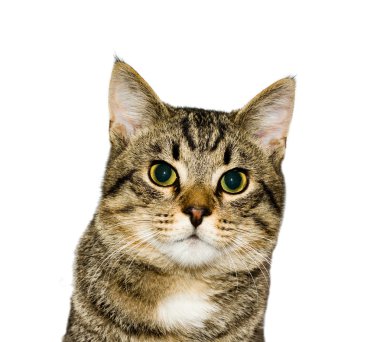 Cat, a portrait clipart