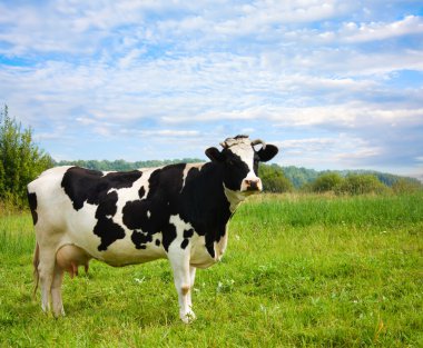 Cow on meadow clipart