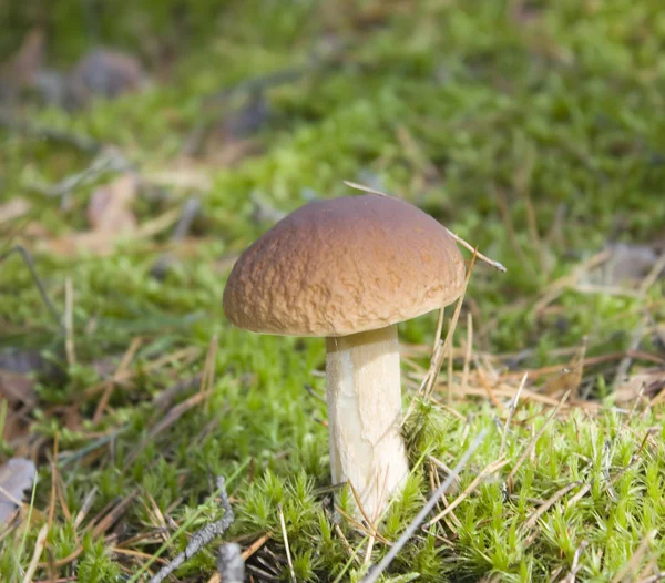 Forest mushroom in the moss — Stock Photo, Image