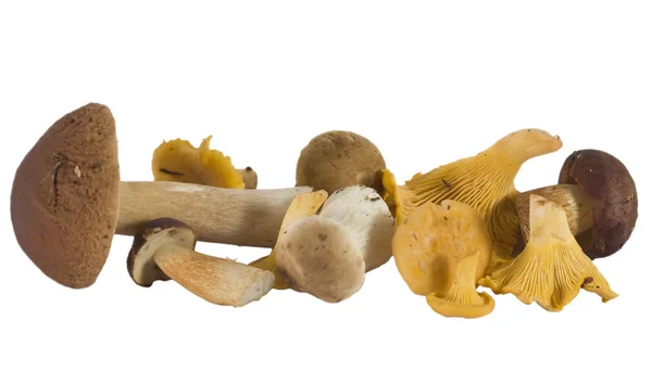 Stock image Wild mushrooms, isolated