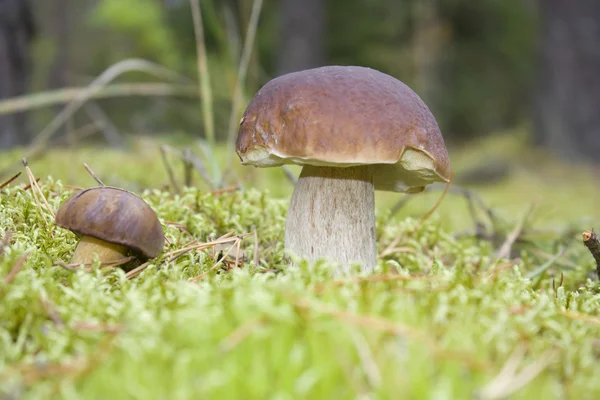 Wild mushrooms in moss — Stock Photo, Image