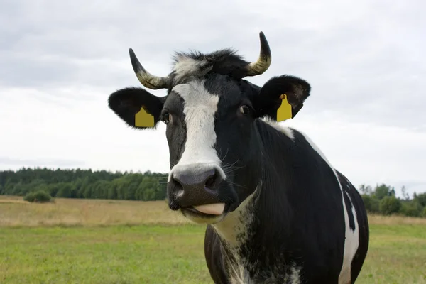 Nieuwsgierig koe — Stockfoto