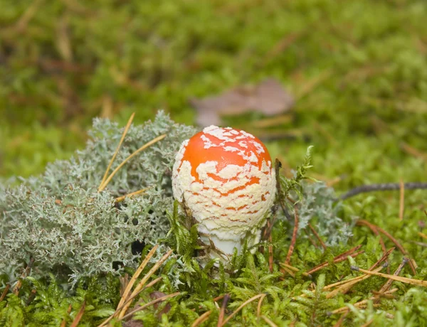 stock image Fly agaric, moss