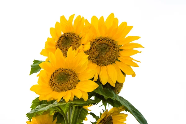 Sunflower, isolated — Stock Photo, Image