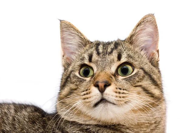 Kočka, portrét — Stock fotografie