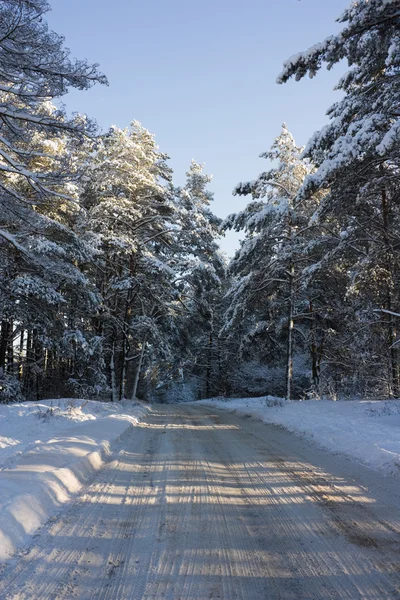 冬の道、森林 — ストック写真