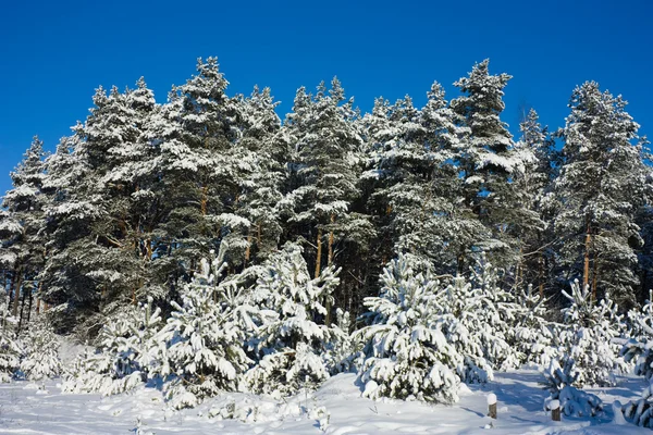 Winter woods — Stockfoto