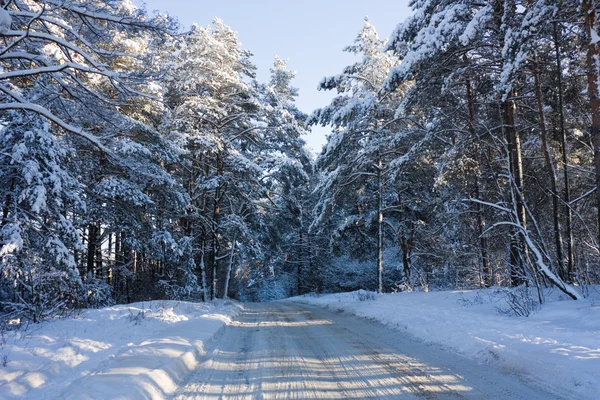Winter road, bos — Stockfoto