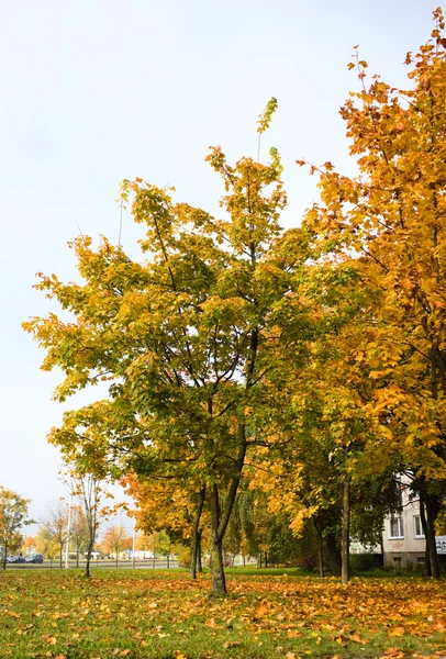 Podzimní město — Stock fotografie