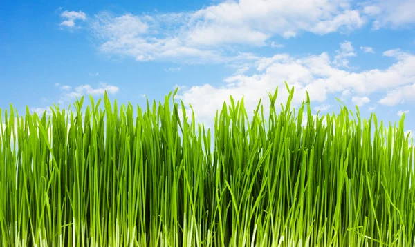 Gras op een achtergrond van blauwe hemel, summe — Stockfoto