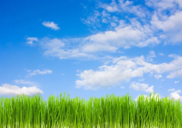 夏の青い空の背景の草します。 — ストック写真