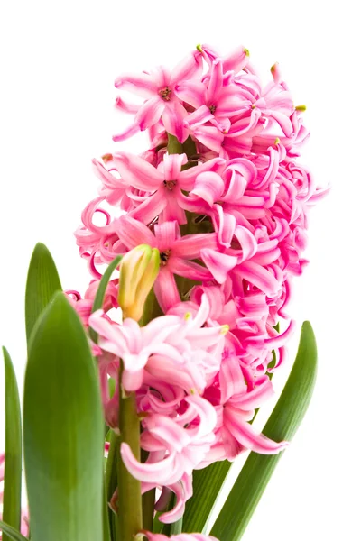 Квітка hyacinthus — стокове фото