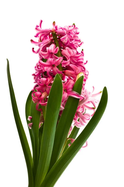 Hyacinthus bloem, geïsoleerd — Stockfoto