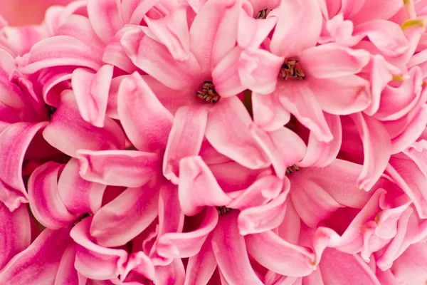 Hyacinthus flowers, background — Stock Photo, Image