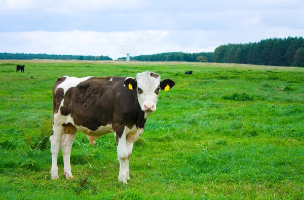 Stier in een veld — Stockfoto