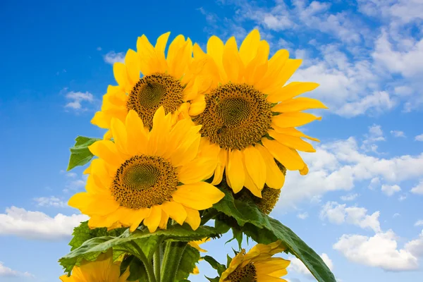 Sunflower on a blue sky — Stock Photo, Image