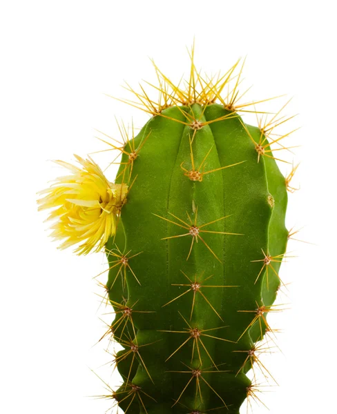 Cactus met bloemen, geïsoleerd op wit — Stockfoto