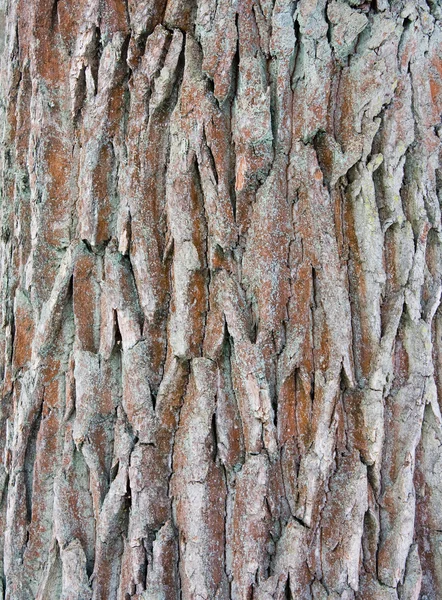 Kéreg egy fa, egy absztrakt háttér — Stock Fotó
