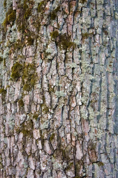Kéreg egy fa, egy absztrakt háttér — Stock Fotó