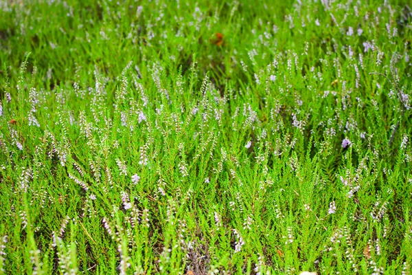 Pole kwiatów, naturalny, zielony backgrou — Zdjęcie stockowe