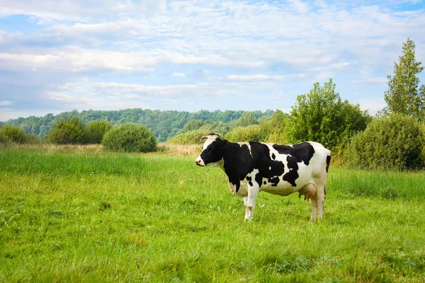 牛在草地上 — 图库照片