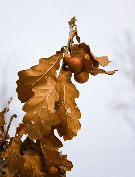 Gele eiken bladeren, herfst — Stockfoto