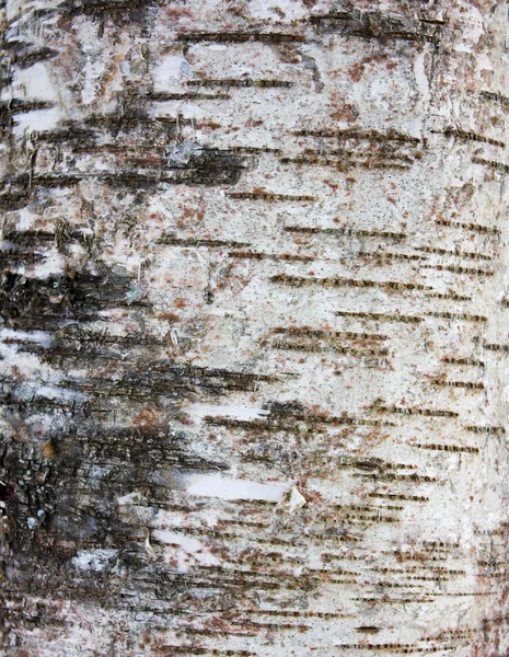 L'écorce d'un arbre, un fond abstrait — Photo