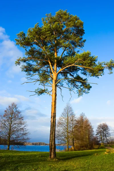 Lone pine tree nära sjön, höst — Stockfoto