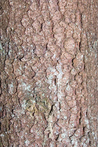 Кора дерева, абстрактный фон — стоковое фото