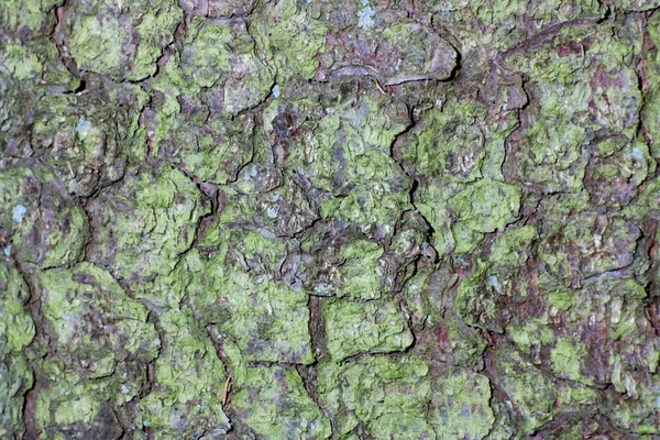 树皮的一棵树，抽象的背景 — 图库照片