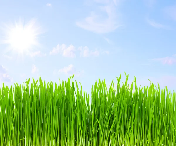 Зеленая трава, голубое небо — стоковое фото