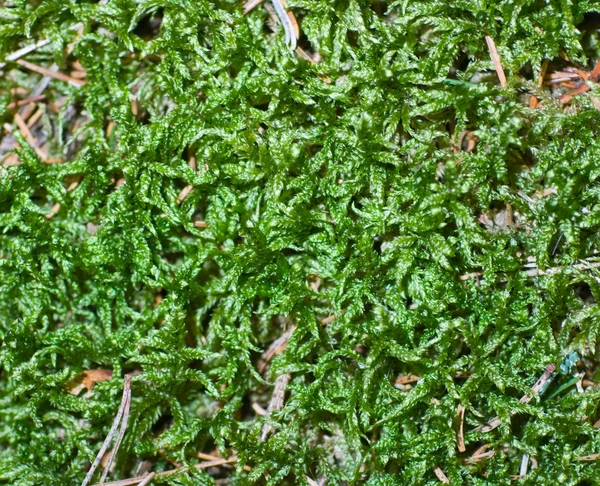 Moss grön bakgrund — Stockfoto