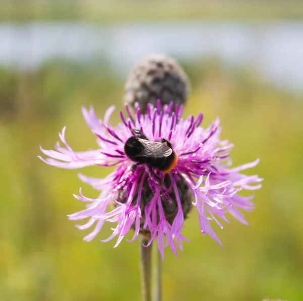 Μέλισσα σε λουλούδι — Φωτογραφία Αρχείου